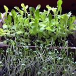 🌱🌱🌱 いただき物のブロッコリースプラウトとガーデンレタス🌱もうすぐ収穫出来そうです⭐︎#dcm栽培セット #くらしメイド #monipla #DCMホールディングスファンサイト参加中 #ブロ&hellip;のInstagram画像