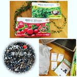 育てる楽しみを毎日感じています。おいしくなーれ♪簡単手軽にブロッコリースプラウトを育てています♪パクチー、ガーデンレタス、ラディッシュなど、全7種類あるんですって！早くて1週間程度で収&hellip;のInstagram画像