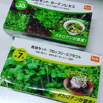 ブロッコリースプラウト栽培中です♪収穫目安７日とのことですが、もうちょっとかかりそう(&deg;&deg;;)毎日少しずつ成長していて、愛着が湧いてきちゃったよ(*&acute;&omega;`*) #dcm栽培セット #くらし&hellip;のInstagram画像