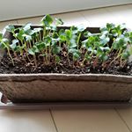 我が家の癒し(&rsquo;-&rsquo;*)♪最近部屋の中で育ててるの～😆✨👍植物すぐ枯らしちゃうんだけど&hellip;この子達はすっごく元気😊💕私が倒れてた数日間も、娘がちゃんとお世話してくれてた✨この後かなり間引いてさら&hellip;のInstagram画像