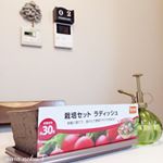 🌱🌱🌱2月に種まきしたラディッシュとブロッコリースプラウト発芽はしたものの&hellip;うまく育ちませんでした😭▫️ラディッシュは間引きまでできましたが、その後発育が悪く&hellip;ほぼ全滅で現在2本だけ残&hellip;のInstagram画像