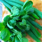 畑で間引きした小松菜と太っちょネギを収穫🌱小松菜は息子のごはんへ🍚栄養たっぷりのツナを入れておやきにしました◎今の時期脳が急激に成長しているのでDHAを豊富に含んでいるマグロは&hellip;のInstagram画像