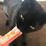 DHCの猫用おやつをいただいたので早速トノにあげてみた😽おいしかったみたいでペロペロ〜っと即完食！#DHC #DHCPET #クリーミィ #愛猫 #monipla #株式会社ディーエイチシ&hellip;のInstagram画像