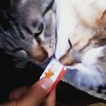 #今日のおやつ #猫用クリーミィまぐろ #猫用おやつ #dhc #まぐろ #catstagram#DHC #DHCPET #クリーミィ #愛猫 #monipla #株式会社ディ&hellip;のInstagram画像