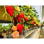 🍓♡.いちご狩り行ったよーん☺︎（ちょっと前の話）天気良くて春だったのに最近また寒い😅早くあったかくなーーーれーーー🧚🏻&zwj;♀️ . .いちごたらふく食べたのにまたたらふく食&hellip;のInstagram画像