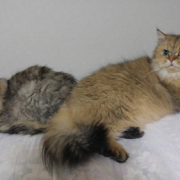 「愛猫達」ペット専用SNSアプリに写真を投稿するだけ！クオカード10名様にプレゼント♪の投稿画像