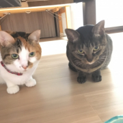 「ちゅーる待ち」ペット専用SNSアプリに写真を投稿するだけ！クオカード10名様にプレゼント♪の投稿画像