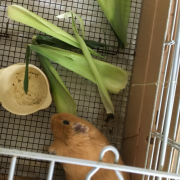 「息子とモルモット」ペット専用SNSアプリに写真を投稿するだけ！クオカード10名様にプレゼント♪の投稿画像