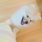 「楽しそう♪」ペット専用SNSアプリに写真を投稿するだけ！クオカード10名様にプレゼント♪の投稿画像