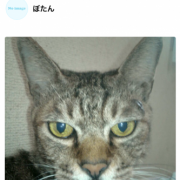 「ペットスマイル」ペット専用SNSアプリに写真を投稿するだけ！クオカード10名様にプレゼント♪の投稿画像