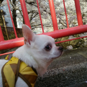 「お花見」ペット専用SNSアプリに写真を投稿するだけ！クオカード10名様にプレゼント♪の投稿画像