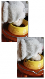 口コミ：DHC　「国産生肉使用の贅沢ごはん（チキン/アダルト）」　その②の画像（8枚目）