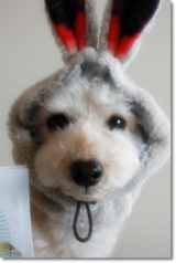 口コミ：DHC　「国産生肉使用の贅沢ごはん（チキン/アダルト）」　その②の画像（9枚目）