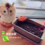 ：やっとのやっとで植え付け〜🌱**そろそろいい時期だなーって思ったら急に冷え込むしもう寒くなる事ナイはずなのでｗ収穫が遅めのラディッシュ🍅から種まきしたよ⸜❤︎⸝*&hellip;のInstagram画像