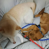 3匹はとっても仲良し！