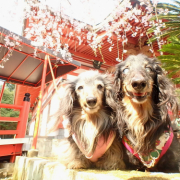 「おかぁさんとボク。」ペット用サプリ【免疫ミルク】の本商品モニター募集！の投稿画像