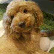 「きなこ」ペット用サプリ【免疫ミルク】の本商品モニター募集！の投稿画像