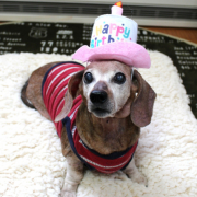 「14歳のお誕生日の１枚です♪」ペット用サプリ【免疫ミルク】の本商品モニター募集！の投稿画像