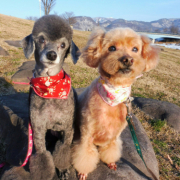 「治してあげたいこと」ペット用サプリ【免疫ミルク】の本商品モニター募集！の投稿画像