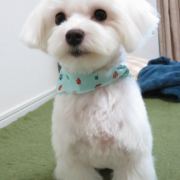 「太郎」ペット用サプリ【免疫ミルク】の本商品モニター募集！の投稿画像