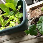 以前投稿した、#DCMホールディングス 様からいただいた栽培セット。大きな鉢に移して間引きした結果、こんなに大きく育ちました！近々収穫するのが楽しみです。#dcm栽培セット #&hellip;のInstagram画像