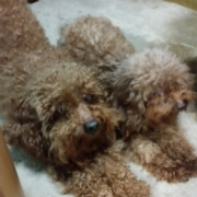 「ぐでー」ペット用サプリ【免疫ミルク】の本商品モニター募集！の投稿画像