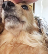 口コミ：ドックフードお試しの画像（2枚目）