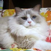 「免疫ミルク」ペット用サプリ【免疫ミルク】の本商品モニター募集！の投稿画像