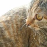 「猫飼い初心者」の画像（2枚目）