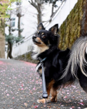 「一眼で撮影しました」の画像（1枚目）