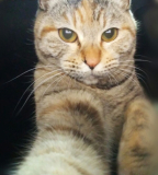 「猫飼い初心者」の画像（1枚目）