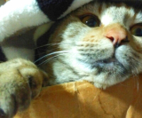 「猫飼い初心者」の画像（3枚目）