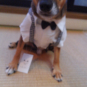 「愛犬の自慢写真＾＾」ペット用サプリ【免疫ミルク】の本商品モニター募集！の投稿画像