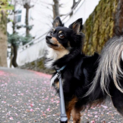 「一眼で撮影しました」ペット用サプリ【免疫ミルク】の本商品モニター募集！の投稿画像