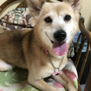 「トリミング」ペット用サプリ【免疫ミルク】の本商品モニター募集！の投稿画像