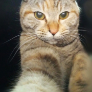 「猫飼い初心者」ペット用サプリ【免疫ミルク】の本商品モニター募集！の投稿画像