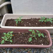 「プランターとスコップ」お写真投稿イベント開催！！お気に入りのガーデニング用品のお写真大募集！！の投稿画像