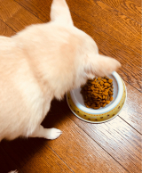 口コミ：【モニターレビュー】無添加ドッグフード安心の画像（4枚目）