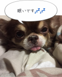 ミントとチョコレートです！