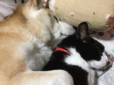 犬と猫2匹