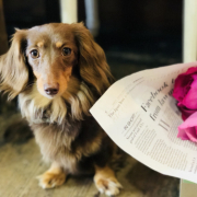 「カワイコチャン」「かわいいペット写真」でオリジナルＴシャツつくっちゃいます！【20名様】の投稿画像