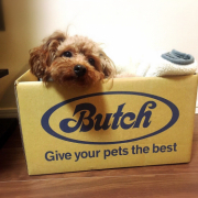 「愛犬チャロ」「かわいいペット写真」でオリジナルＴシャツつくっちゃいます！【20名様】の投稿画像