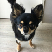 「もんちゃん」「かわいいペット写真」でオリジナルＴシャツつくっちゃいます！【20名様】の投稿画像