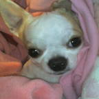 「スムチー」「かわいいペット写真」でオリジナルＴシャツつくっちゃいます！【20名様】の投稿画像