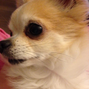 「まふぃん君」「かわいいペット写真」でオリジナルＴシャツつくっちゃいます！【20名様】の投稿画像