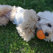 「ゴローン丸☆」「かわいいペット写真」でオリジナルＴシャツつくっちゃいます！【20名様】の投稿画像