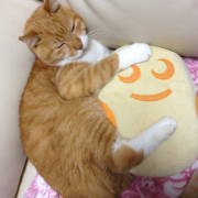 「うちの長男」「かわいいペット写真」でオリジナルＴシャツつくっちゃいます！【20名様】の投稿画像