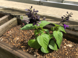 早速植えました！
