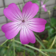 「お花」夏やジメジメした季節に！頭皮爽やか80シリーズのフォトコンテストを開催！の投稿画像
