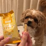 DHC  ペット用健康食品 ..犬用おやつスティックビスケットミニ きびきび散歩 お試しさせていただきました🐶 ..食塩、砂糖不使用。..無着色、無香料、保存料、化学調&hellip;のInstagram画像